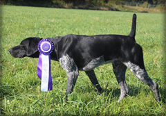 Bullet German Shorthaired Pointer