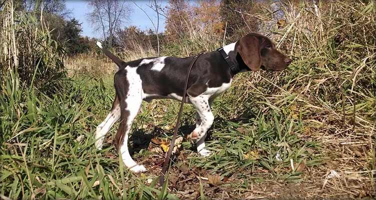 Chip German Shorthair puppy