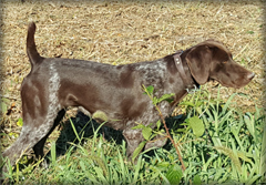 Razz German Shorthaired Pointer