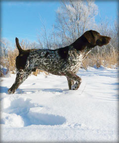 Speed male German Shorthaired Pointer