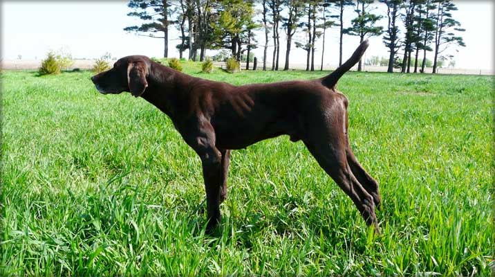 Bond male German Shorthair