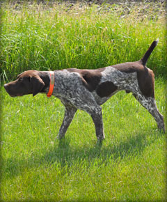 Rock male German Shorthaired Pointer