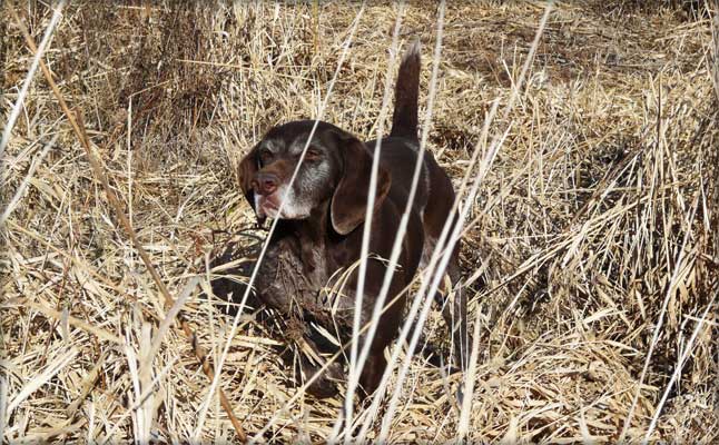 Polly female German Shorthair