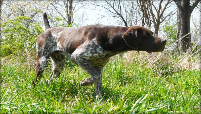 Rock male German Shorthair