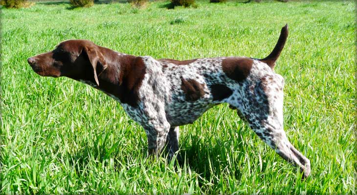 Speed male German Shorthair