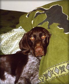 German Shorthaired Pointing Dogs