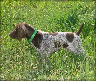 German Shorthair Puppy training