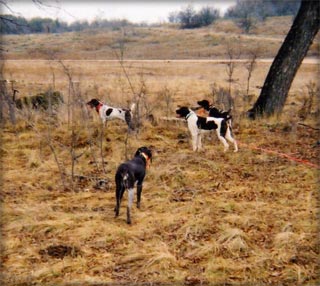 German Shorthair Lead Traing