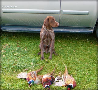 German Shorthair Trained Retrieve