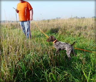 Pointing Dog Commands