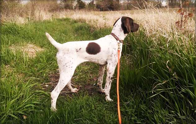 Champ German Shorthaired Pointer