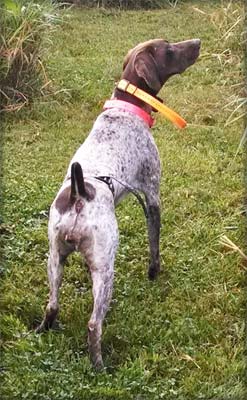 German Shorthair Steadiness Training