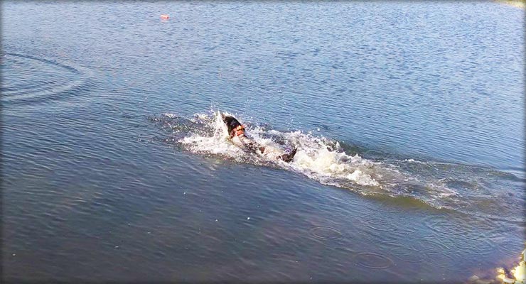 German Shorthair Water Retrieve