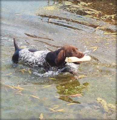German Shorthair Water Training