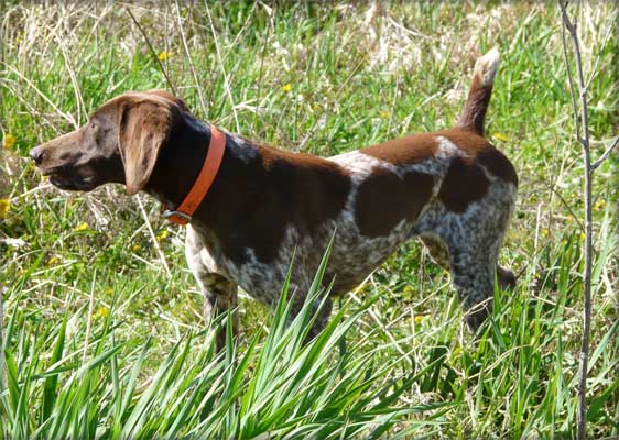 Rosie female German Shorthair
