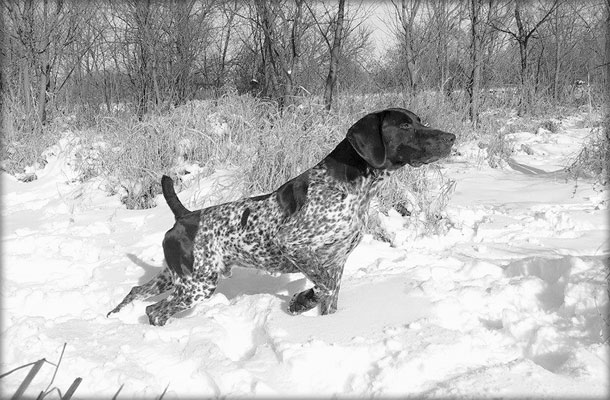 Speed German Shorthaired Pointer hunting