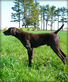 Bond male German Shorthaired Pointer
