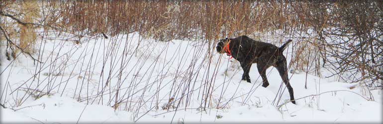 German Shorthair Winter Hunt